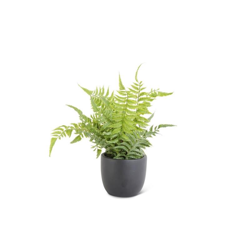 13 Inch Fern in Black Pot