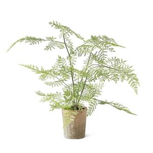 21 Inch Fern in Ceramic Pot